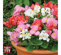 Thompson & Morgan Begonia F1 Giant Lo-Tto Mixed - 24 Plants
