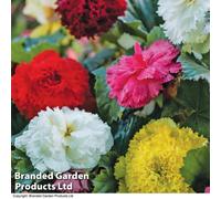 Thompson & Morgan Begonia Fringed Mix 5 Tubers (Size 03/04)