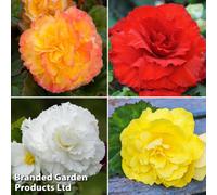 Thompson & Morgan Begonia Giant Mixed 24 Tubers (Size 03/04)