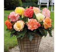 Thompson & Morgan Begonia 'Giant Picotee Collection' Tubers x 10