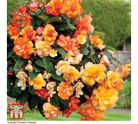 Thompson & Morgan Begonia Illumination Apricot Shades Improved 6 Plug Plants