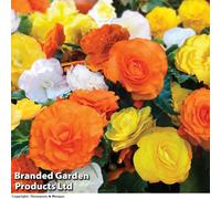 Thompson & Morgan Begonia Nonstop Citrus 24 Plug Plants