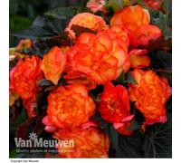 Thompson & Morgan Begonia Nonstop Fire 36 Plug Plants