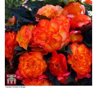 Thompson & Morgan Begonia Nonstop Fire 6 Plug Plants