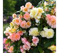 Thompson & Morgan Begonia Nonstop 'Nonstop Joy Peaches & Dreams'