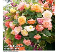 Thompson & Morgan Begonia Parisienne Trailing 5 Tubers