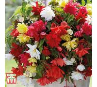 Thompson & Morgan Begonia Pendula Mix 5 Tubers (Size 03/04)