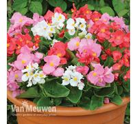 Thompson & Morgan Begonia Semperflorens L-Otto Mixed 6 Plug Plants