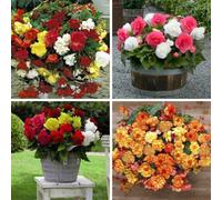 Thompson & Morgan Begonia Summer Saver Collection 20 Tubers