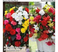 Thompson & Morgan Begonia Tubers Duo - 40 Tubers