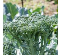 Thompson & Morgan Bellaverde Sibsey F1 Broccoli Seeds - Sweet Stem Multi-Harvest Hardy Nutritious Tender Edible Shoots 10 Seeds
