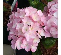 Thompson & Morgan Belle Seduction Hydrangea: Large Pink Blooms Turn Greenish Purple In Autumn. Perfect For Borders/containers. 1X/2X 3.6L Pot (30Cm)