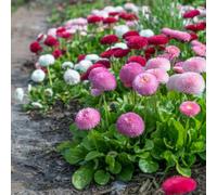 Thompson & Morgan Bellis Bicolor Mix Pomponette Hardy Perennial Daisy Flower Plants 12 X Garden Ready Plants