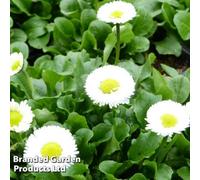 Thompson & Morgan Bellis Perennis White 1 Litre Potted Plantx 1
