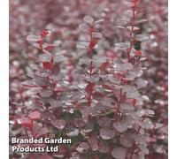 Thompson & Morgan Berberis Chocolate Summer 9Cm Potted Plant X 3