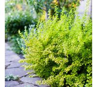 Thompson & Morgan Berberis Thunbergii 1 Bare Root 20/40