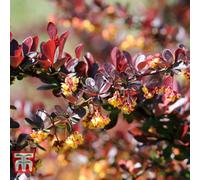 Thompson & Morgan Berberis Thunbergii Darts Red Lady 9Cm Pot X 2