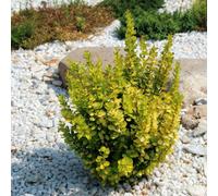 Thompson & Morgan Berberis Thunbergii Golden Rocket Upright Golden Barberry Shrub Vibrant Foliage & Autumn Color 1 X 9Cm Pot