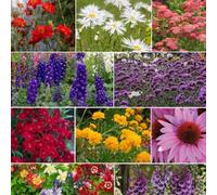 Thompson & Morgan Best Value Rainbow Perennial Collection 60 Plugs