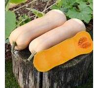 Thompson & Morgan Betternut F1 Squash Seeds - Semi-Vining Pm Resistant Max Flesh Space Efficient