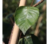 Thompson & Morgan Betula Utilis Jacquemontii Multi-Stem 7.5L Pot - Striking White Bark Tree For Year-Round Interest & Winter Impact