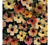 Thompson & Morgan Black Eyed Susan Salmon Shades 1 Seed Packet