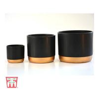 Two-Tone Black & Gold Medium Ceramic Plant Flower Pot Round Modern Stylish Simple Design for Indoor House Plants Succulents 1 x Medium Black & Gold Ceramic Pots by Thompson and Morgan