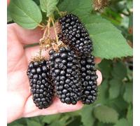 Thompson & Morgan Blackberry Karaka - Large Juicy High Yield Disease Resistant Thorny Self-Fertile Easy Grow Long Season Jams & Desserts - 2 Litre P