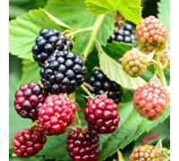 Thompson & Morgan Blackberry Little Black Prince Thornless Compact Patio Ever-Bearing Fruit Bush For Containers