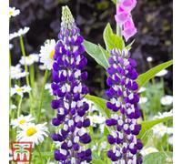 Thompson & Morgan Blue Lupin The Governor 3 Bare Root Plants