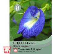 Thompson & Morgan Bluebellvine 1 Seed Packet (8 Seeds)