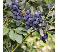 Thompson & Morgan Blueberry Collection 9cm x 3 (1 of each)