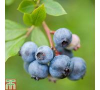 Thompson & Morgan Blueberry Duke 9Cm Potted Plant X 1 + 100G Incredicrop X 1 Unit