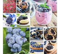 Thompson & Morgan Blueberry Mixed Fruit Varieties - Long Harvest Self-Fertile Hardy 1X 5L Pot
