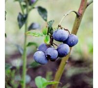 Thompson & Morgan Blueberry (Vaccinium) Bluegold 9Cm Pot X 1