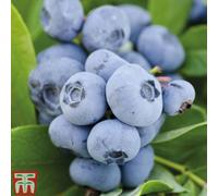 Thompson & Morgan Blueberry (Vaccinium) Chandler 1.5L Potted Plant X 1