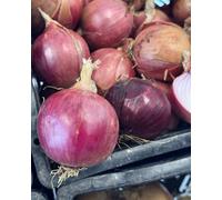 Thompson & Morgan Blush F1 Onion Seeds - Hardy Annual Rosy-Pink Bulbs Mild Crunchy Salad & Cooking 100 Seeds