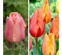 Thompson & Morgan Blushing Lady & El Nino Tulip Duo Collection - Vibrant Spring Blooms - 16 Bulbs By T&m