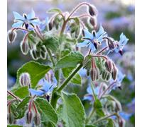 Thompson & Morgan Borage Promo New Kew Range 1 Seed Packet, Blue