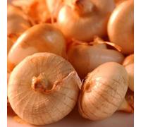 Thompson & Morgan Borettana Onion: Traditional Italian Flat, Mild Sweet Heirloom Vegetable, Easy To Grow, Great For Pickling/roasting/salads - 1X Se