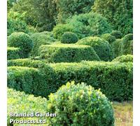 Thompson & Morgan Box Hedning - Buxus Sempervirens 9Cm Pot X 1