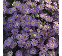 Thompson & Morgan Brachyscome Iberidifolia Little Missy 1 Seed Packet, Purple