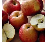 Thompson & Morgan Braeburn Apple Tree - Crisp Juicy Bi-Coloured Fruit. Easy Grow Pollination Group 4. 1 X 5L Pot.