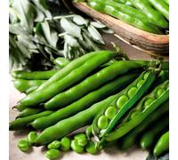 Thompson & Morgan Broad Bean Aquadulce Claudia 2 Seed Packets