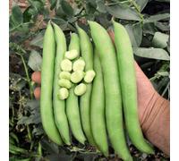Thompson & Morgan Broad Bean Luz De Otono 1 Seed Packet, Green