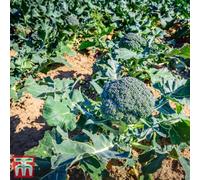 Thompson & Morgan Broccoli Blue Finn F1 1 Seed Packet (20 Seeds)