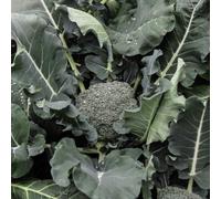 Thompson & Morgan Broccoli Green Magic F1 1 Seed Packet (35 Seeds)
