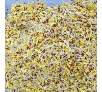 Thompson & Morgan Broccoli Green Sprouting Seeds - Quick Harvest Nutrient-Rich Shoots. Great For Beginners & Kids. 1 Packet