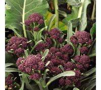 Thompson & Morgan Broccoli Purple Sprouting 3 Seed Packets, Purple