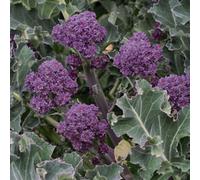Thompson & Morgan Broccoli Sprouting Summer Purple 1 Seed Packet, Purple